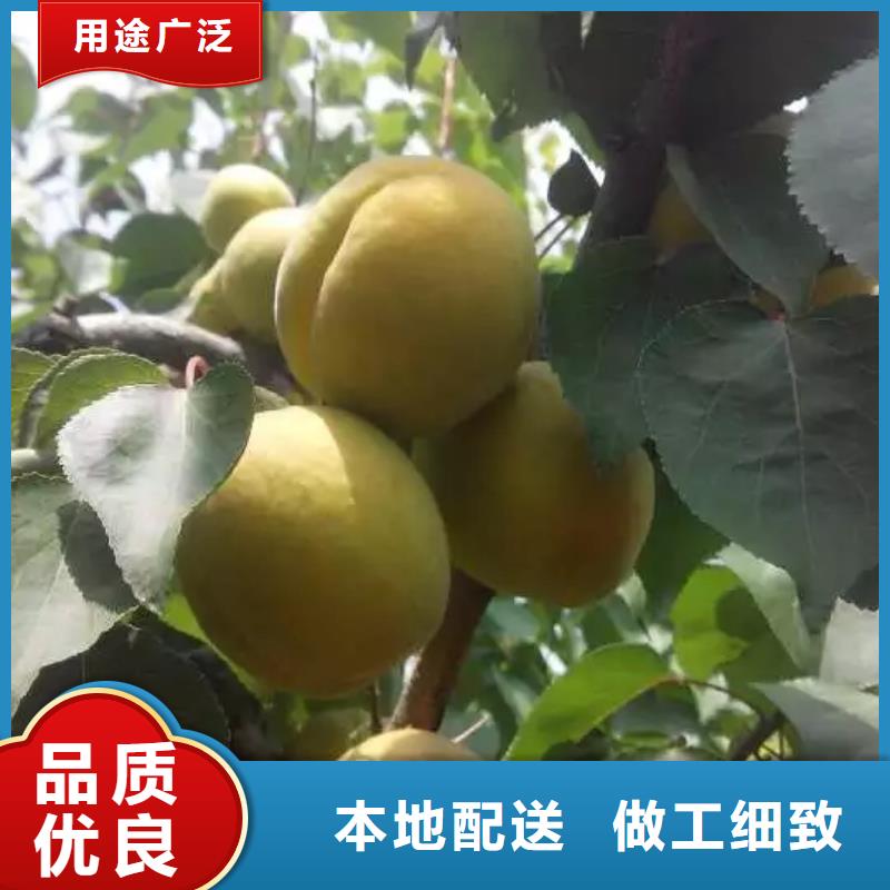 杏樱桃苗实拍品质保障