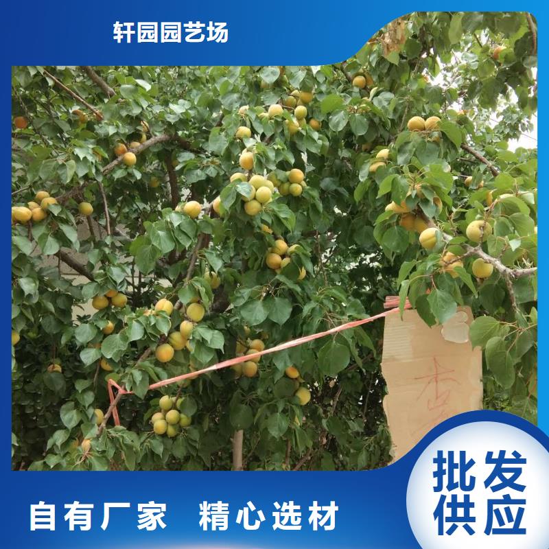 杏板栗苗支持定制贴心售后