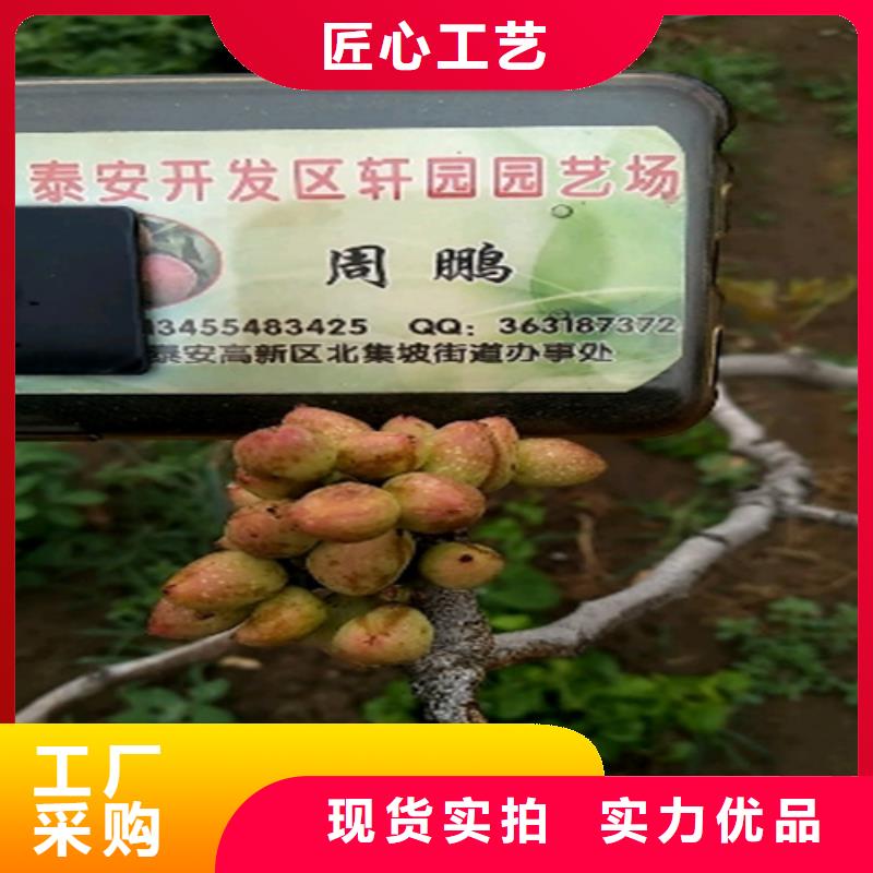 开心果桃树苗物流配货上门