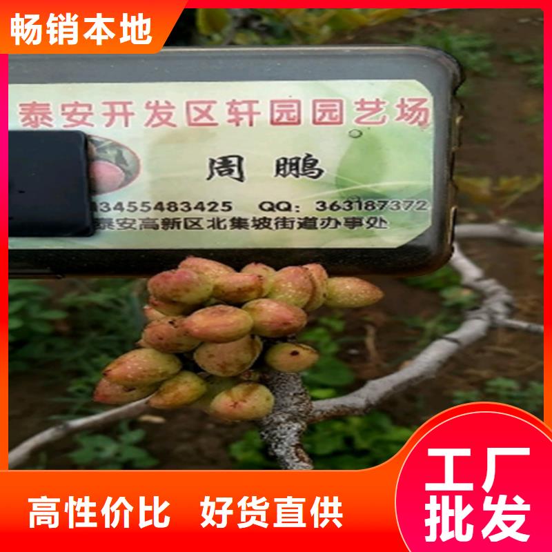 开心果苹果苗产地工厂