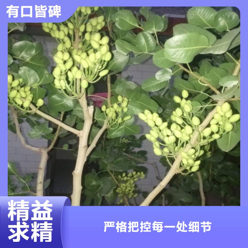 开心果-西瓜苗款式多样
