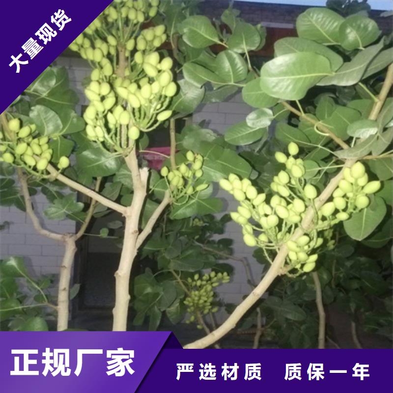 开心果蓝莓苗敢与同行比服务