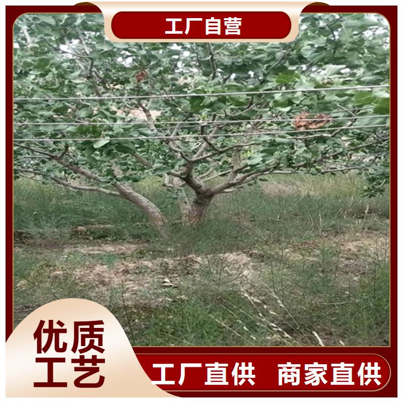 开心果-3公分石榴苗好货采购