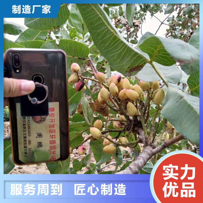 开心果苹果苗产地工厂