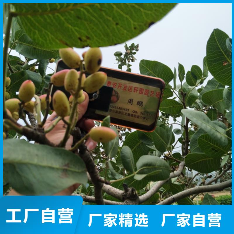 开心果葡萄苗经验丰富质量放心