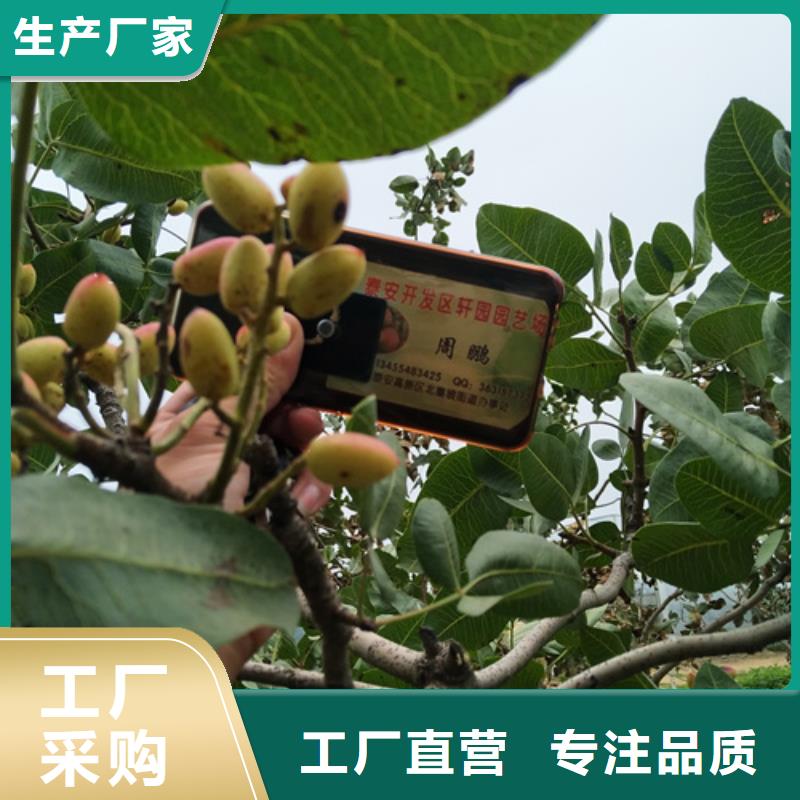 开心果蓝莓苗敢与同行比服务