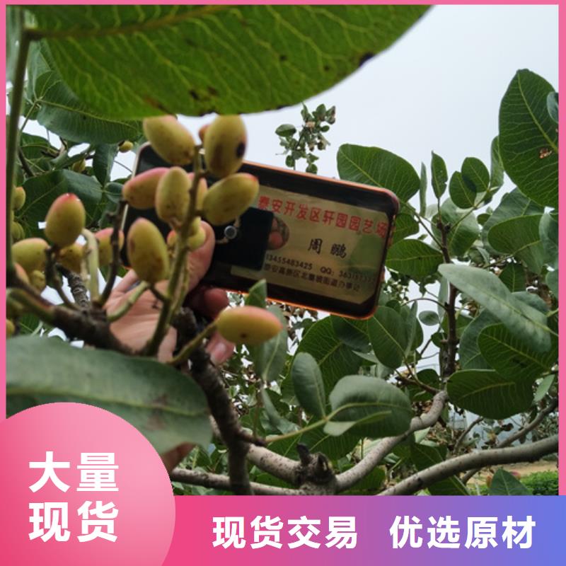 开心果-3公分石榴苗好货采购