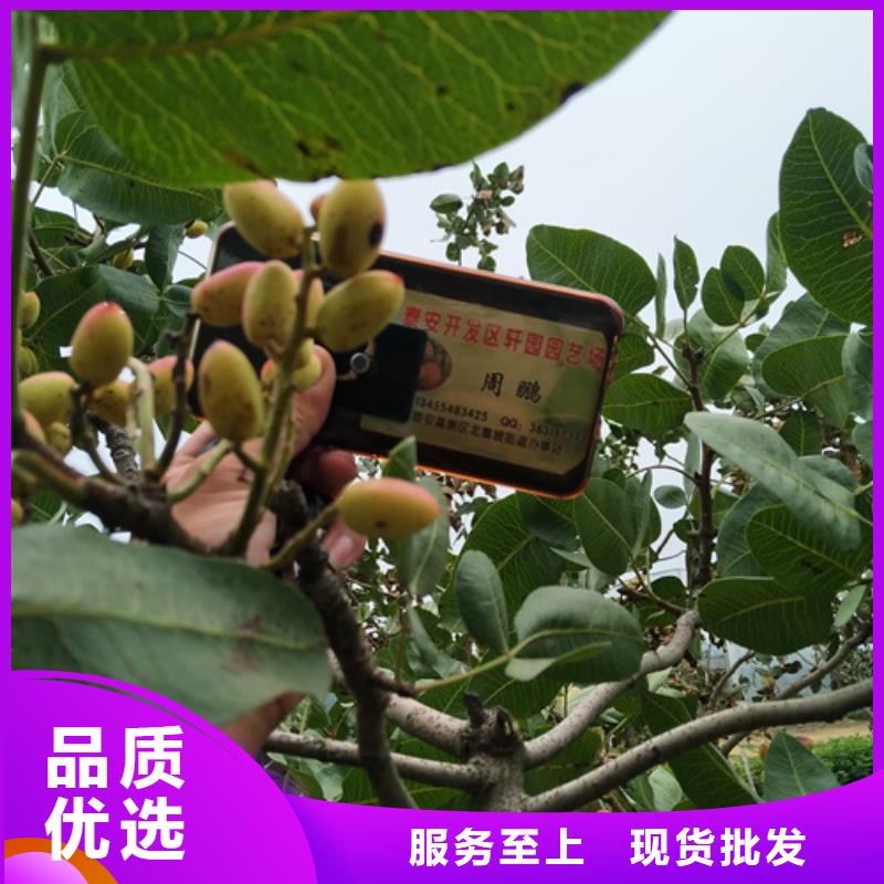 开心果_【苹果苗】资质认证