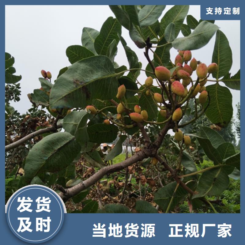开心果葡萄苗经验丰富质量放心