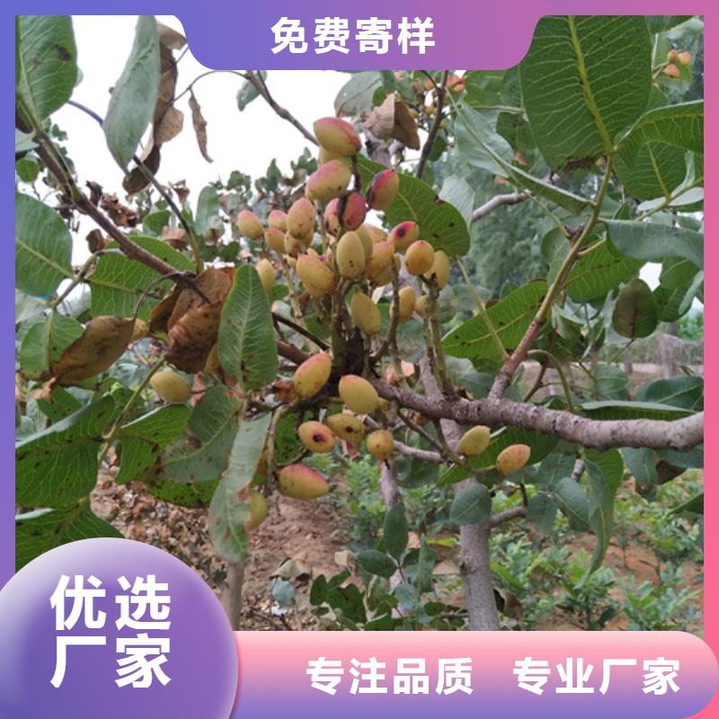 开心果苹果苗N年专注