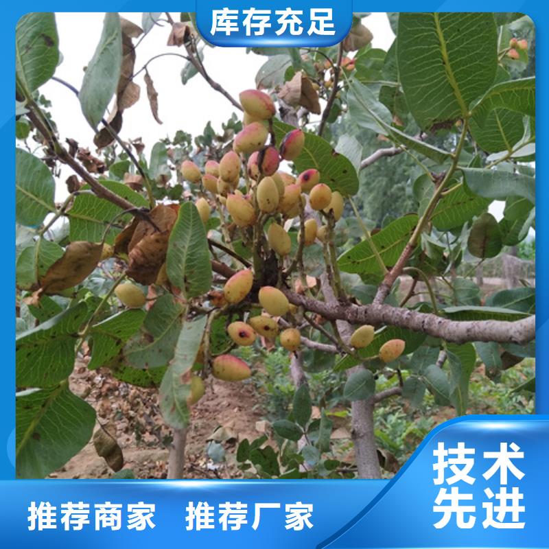 开心果板栗苗厂家现货供应