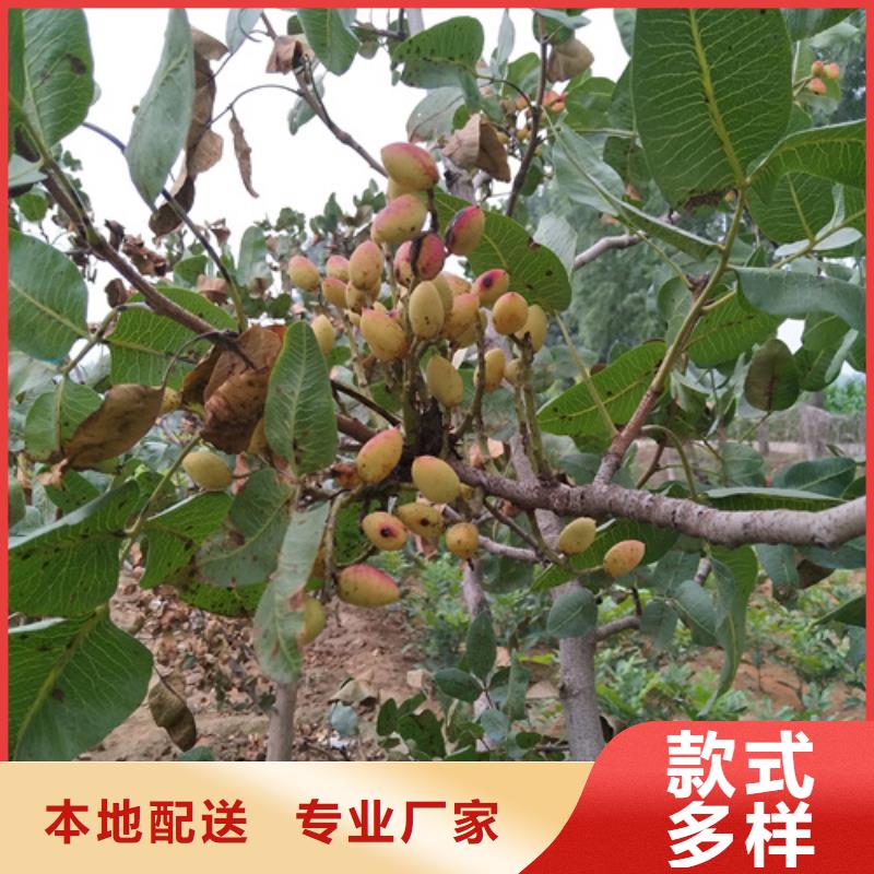 开心果苹果苗产地工厂