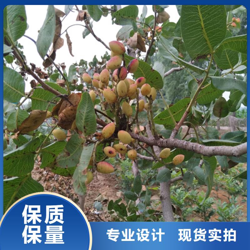 开心果【桃树苗】放心购