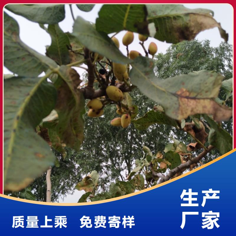 开心果【桃树苗】放心购