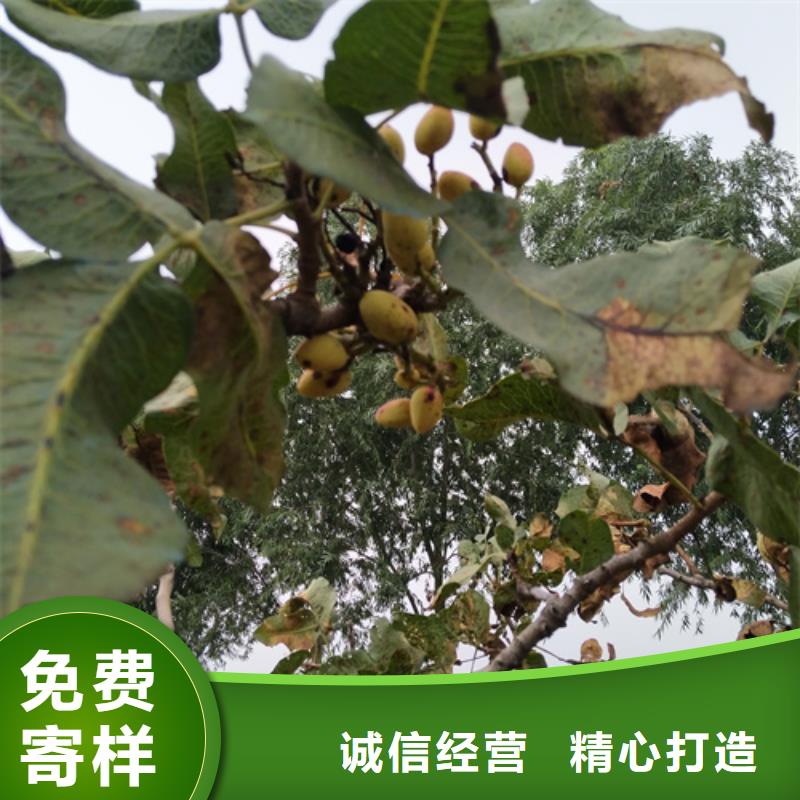 开心果-樱桃苗欢迎来厂考察