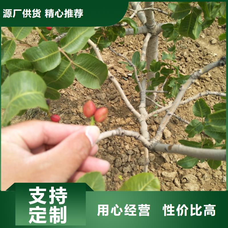 开心果-西瓜苗款式多样