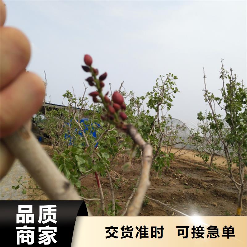开心果_樱桃苗一个起售