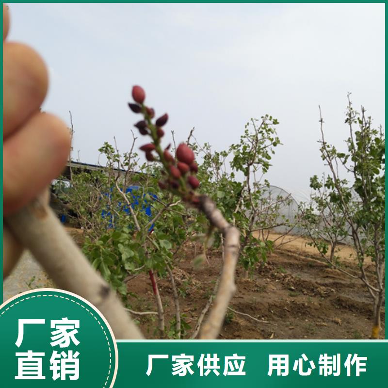 开心果-西瓜苗款式多样