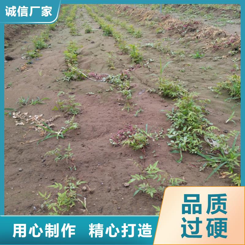 开心果,蓝莓苗专注细节专注品质