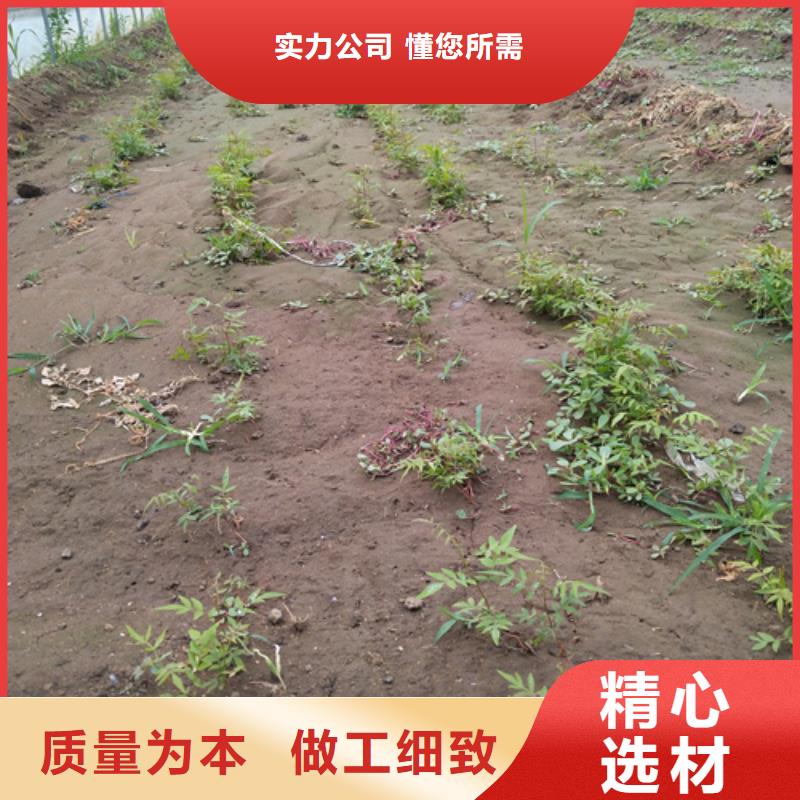 开心果板栗苗厂家现货供应