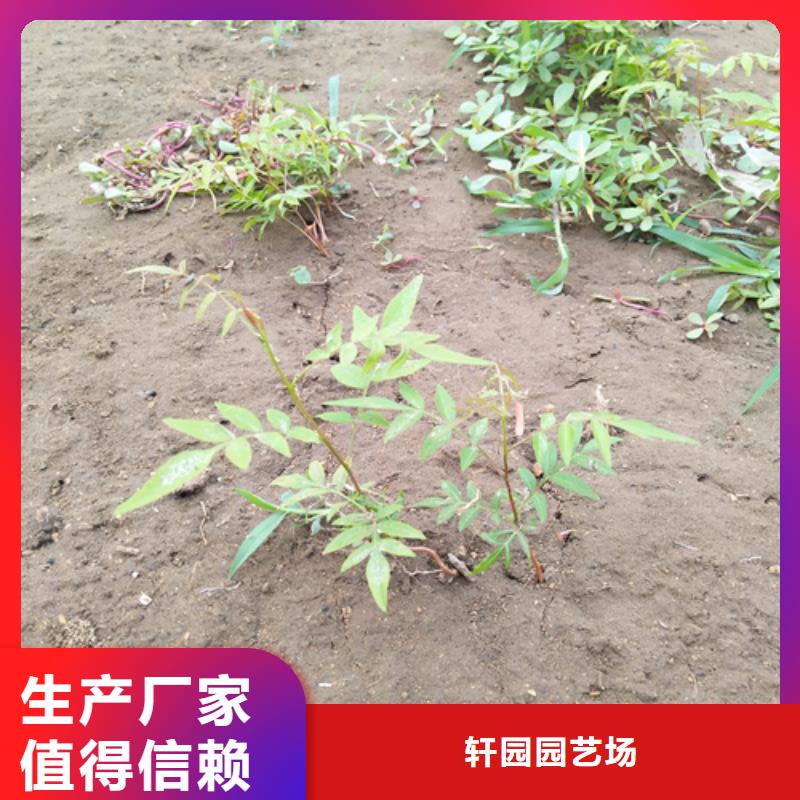 开心果,梨树苗支持定制批发