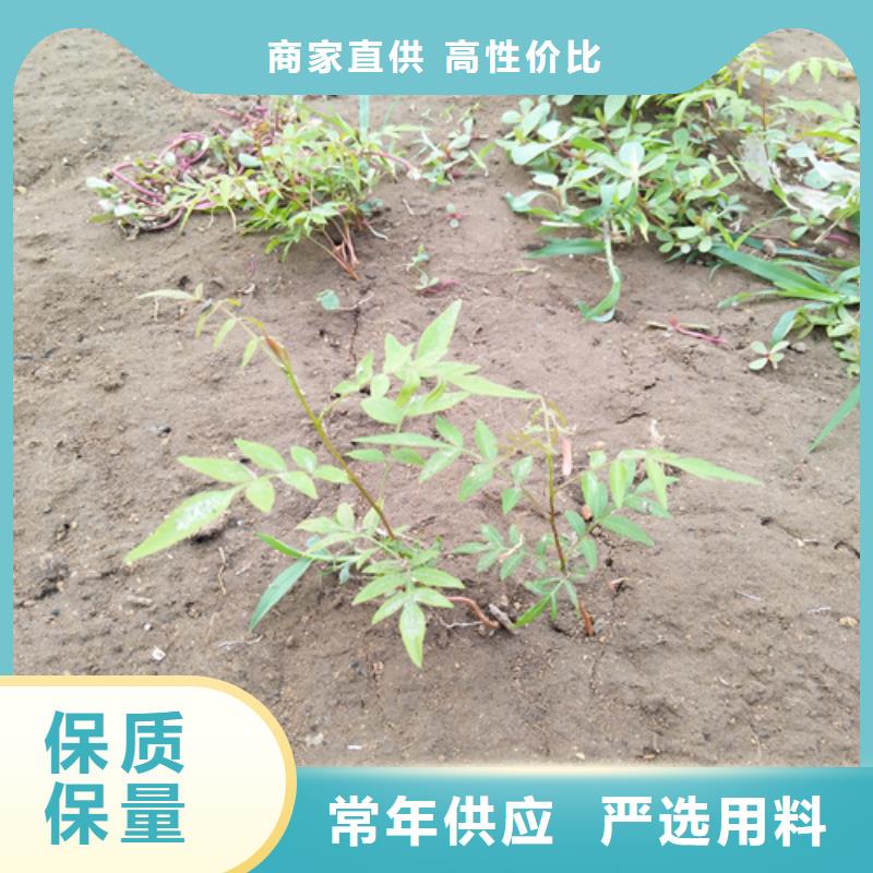 开心果葡萄苗经验丰富质量放心