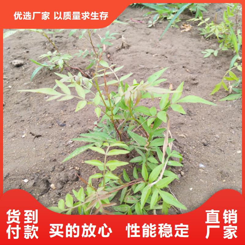 开心果李树苗厂家直营