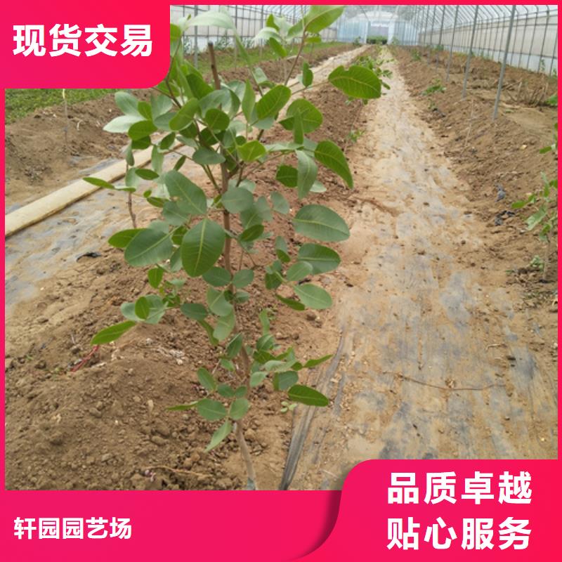 开心果桃树苗物流配货上门