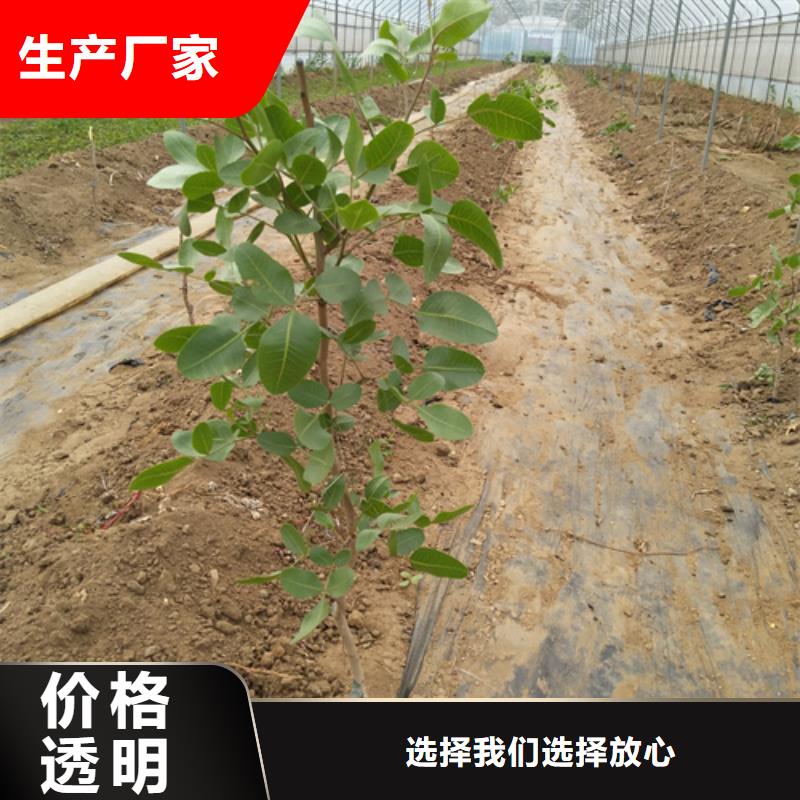 开心果-樱桃苗厂家直销供货稳定
