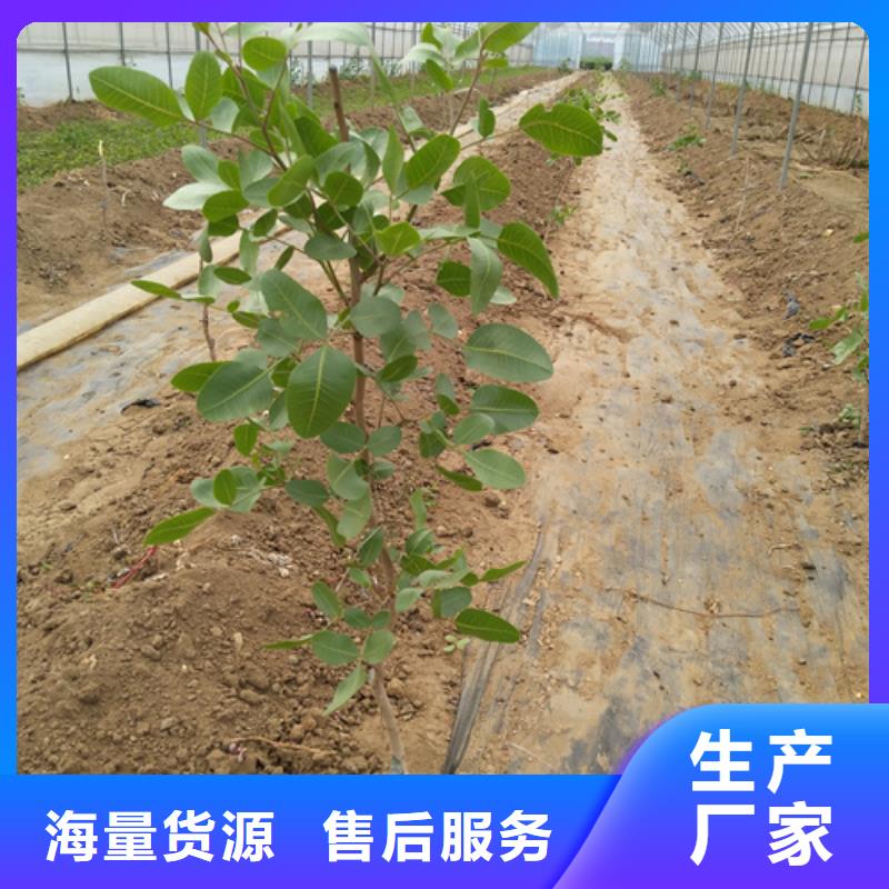 【开心果樱桃苗优选好材铸造好品质】