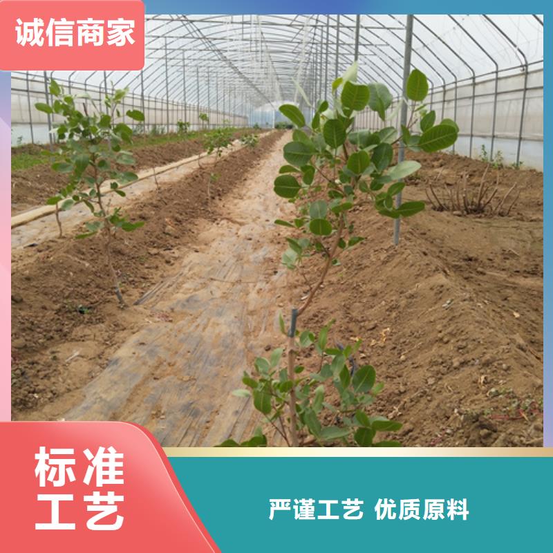 开心果-樱桃苗厂家直销供货稳定