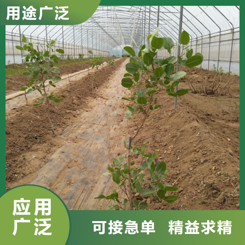 开心果_樱桃苗好产品价格低