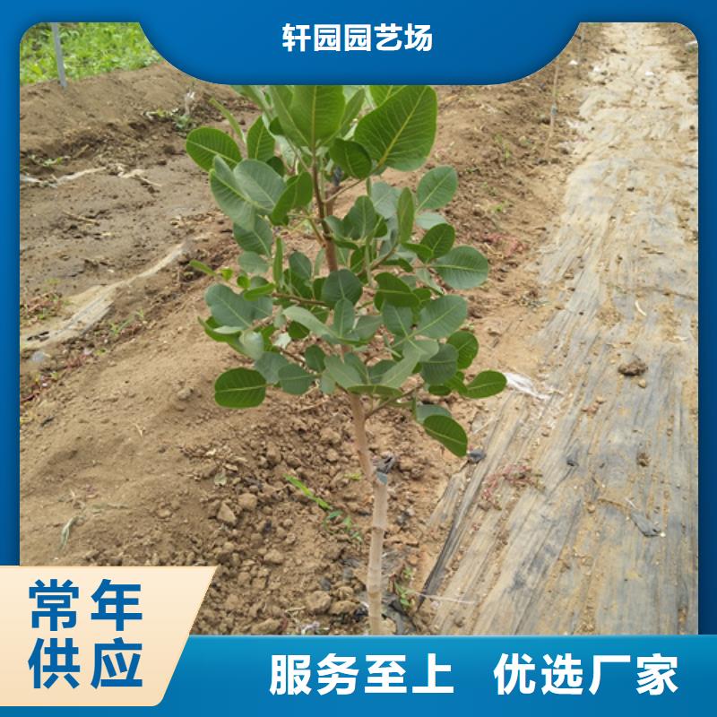 开心果3公分石榴苗精选厂家好货