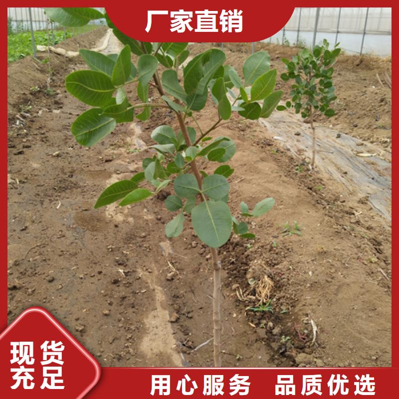 开心果苹果苗产地工厂