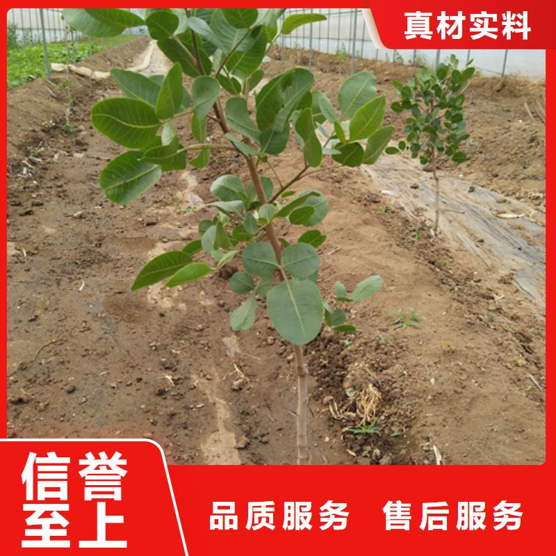 开心果蓝莓苗敢与同行比服务