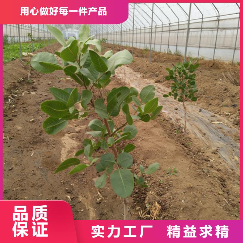 开心果-樱桃苗厂家直销供货稳定