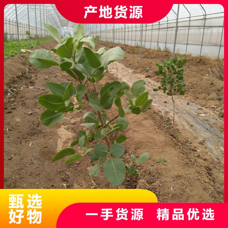 开心果苹果苗产地工厂