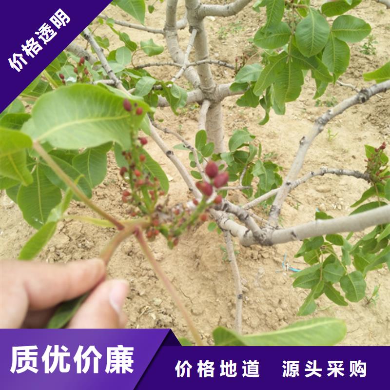 开心果-樱桃苗厂家直销供货稳定