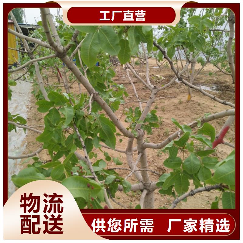【开心果蓝莓苗客户好评】