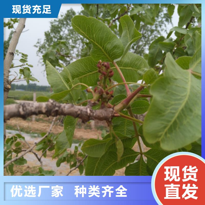 开心果-3公分石榴苗好货采购