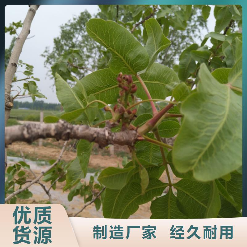 开心果-西瓜苗款式多样