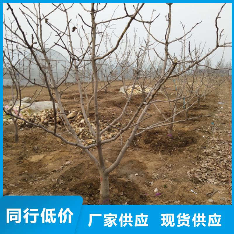 开心果,梨树苗支持定制批发