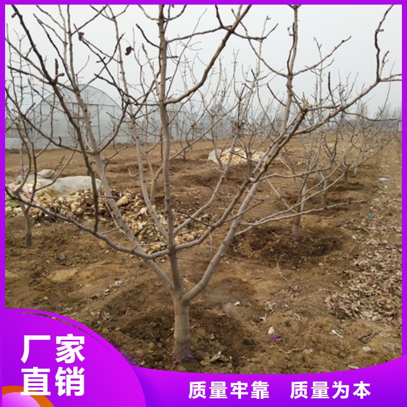 开心果葡萄苗经验丰富质量放心