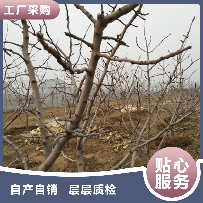 开心果李树苗厂家直营