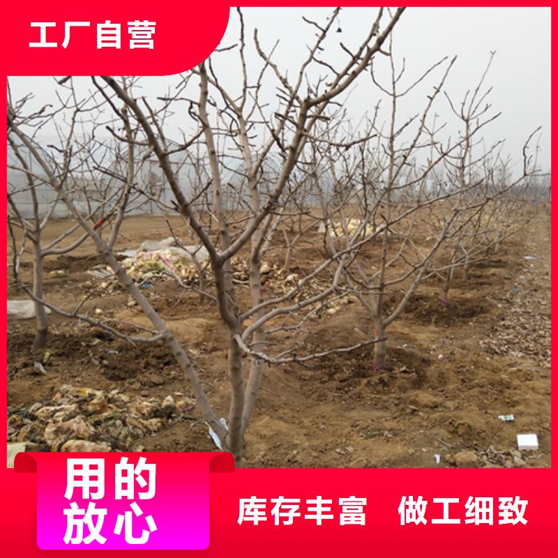 开心果板栗苗厂家现货供应