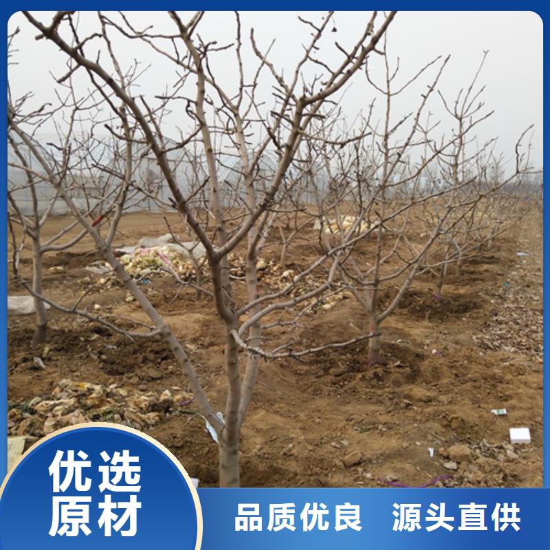 开心果蓝莓苗敢与同行比服务