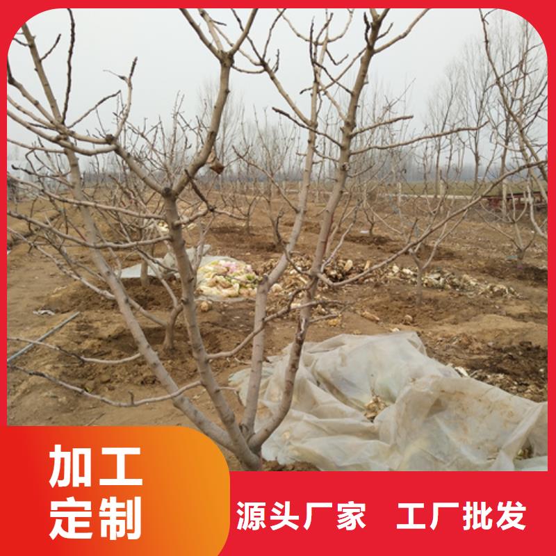 开心果花椒苗的简单介绍