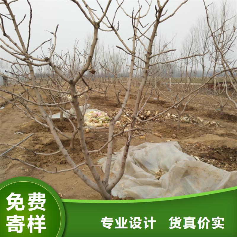 【开心果蓝莓苗客户好评】