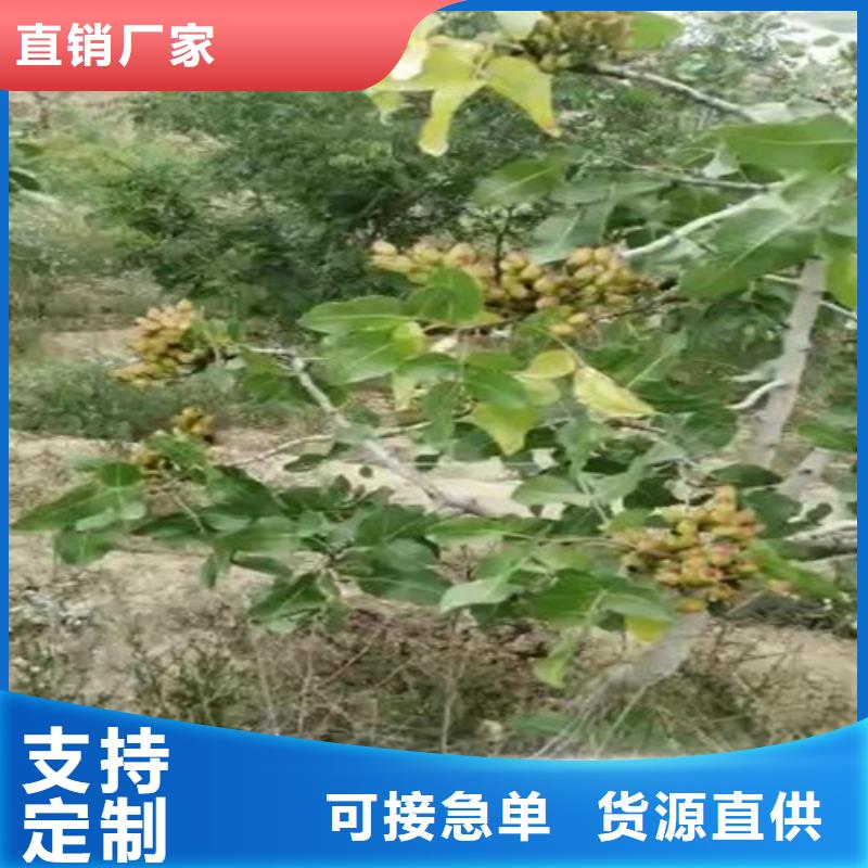 开心果花椒苗的简单介绍