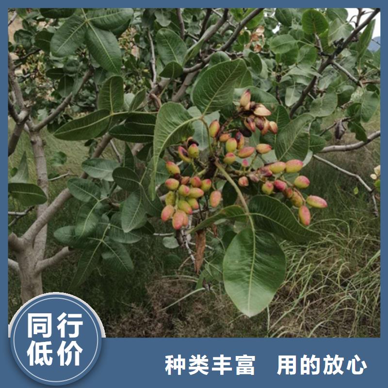 开心果-3公分石榴苗好货采购